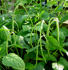 Oriental beans Long beans 4